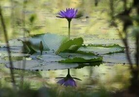 1144742_13192876-peace-of-mind-jan-31-12-300x200