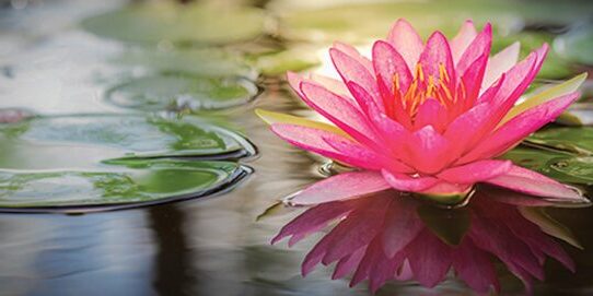 Day30_Lotus