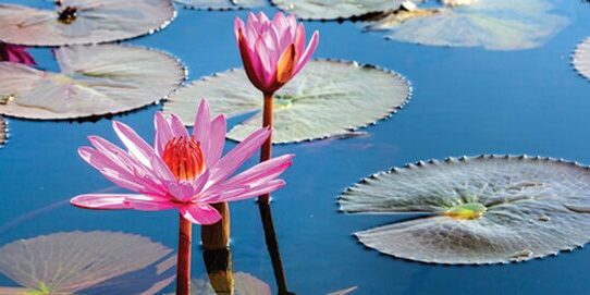 Day5_Waterlily