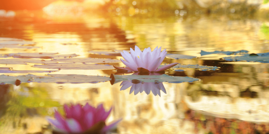 abundance