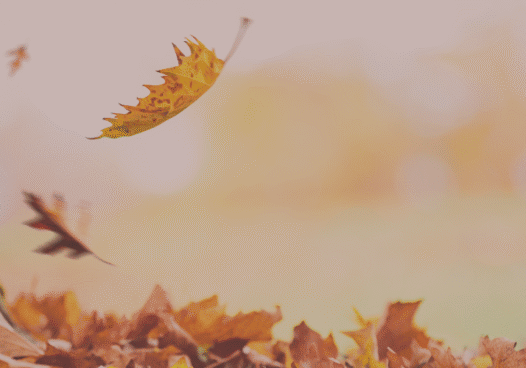 autumn 2