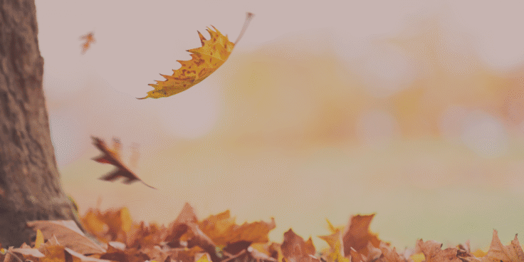 autumn 2