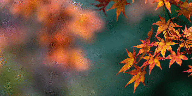 autumn 4