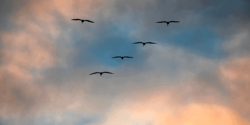 birds
