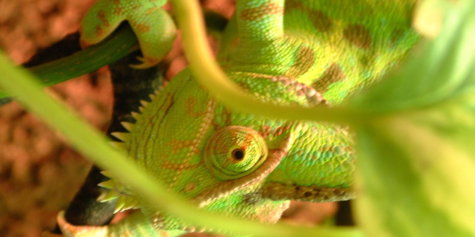chameleon-2