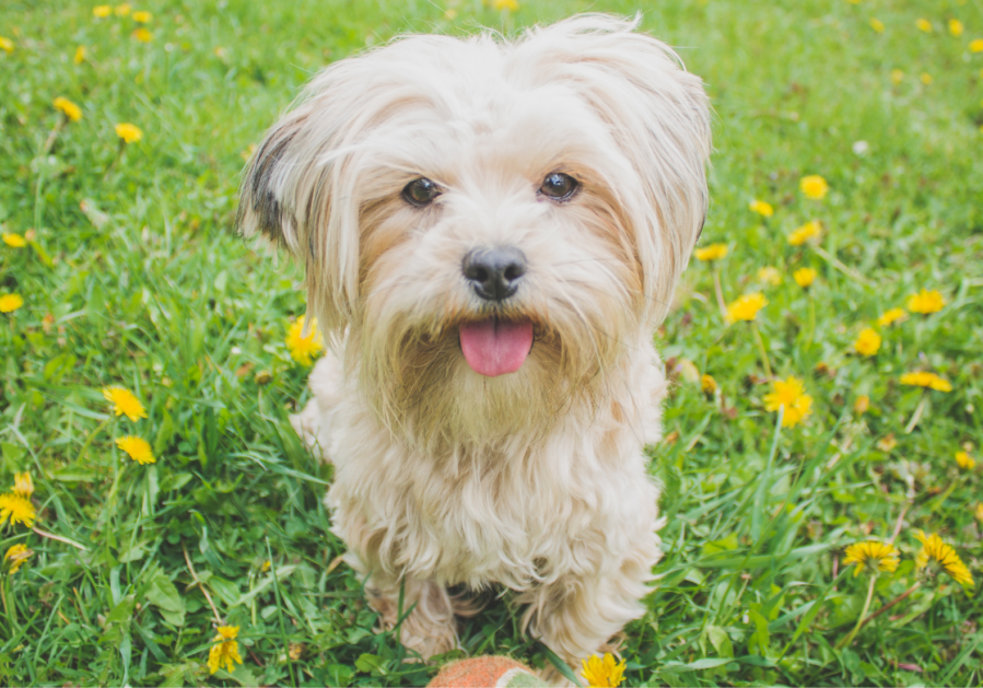 dog