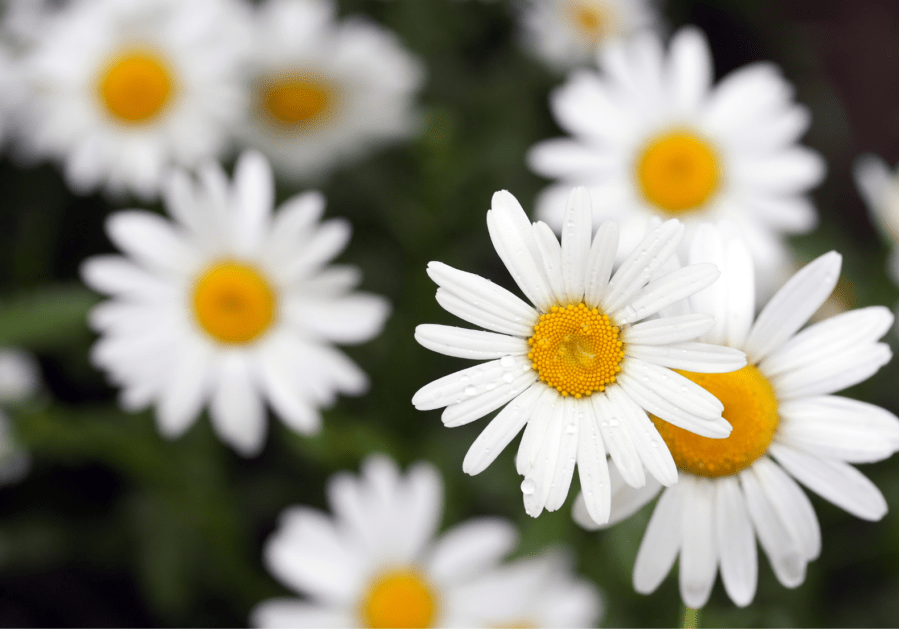 flowers 2
