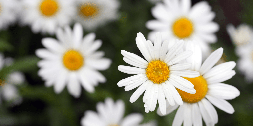 flowers 2