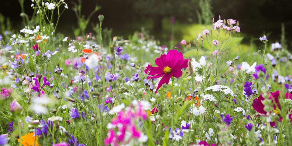 flowers-3