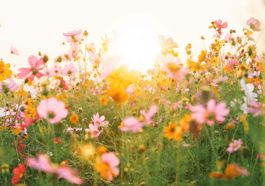 flowers-4