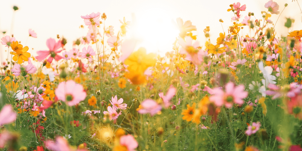 flowers-4