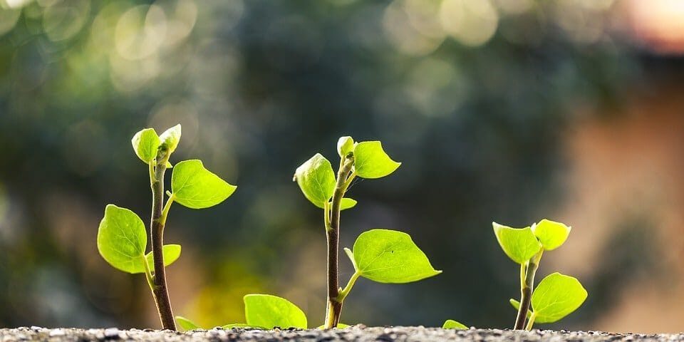 ivy-1287383_960_720