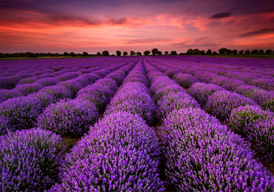 lavender_2