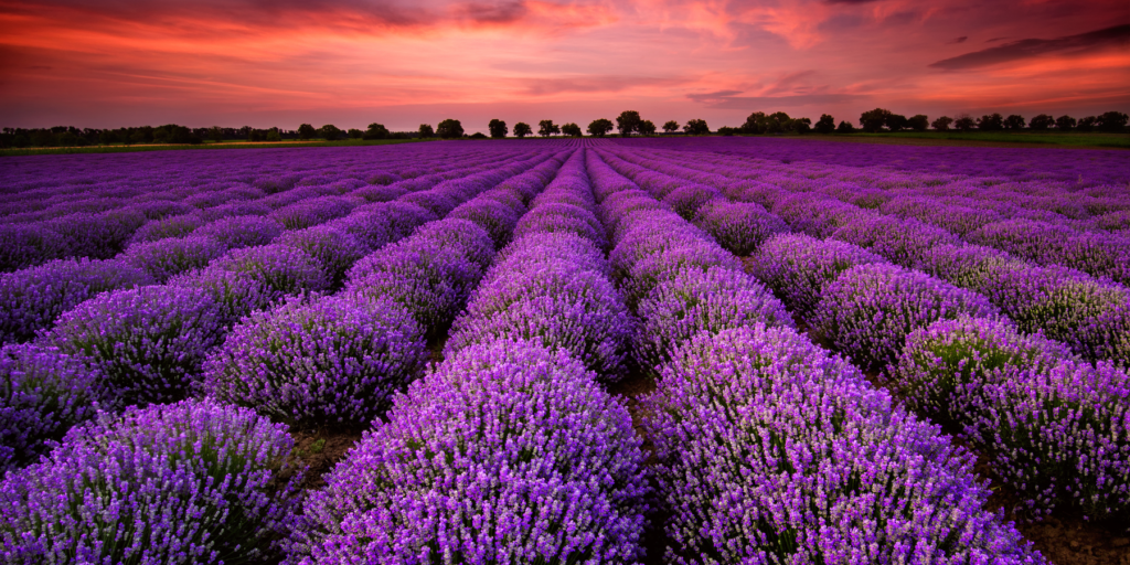 lavender_2