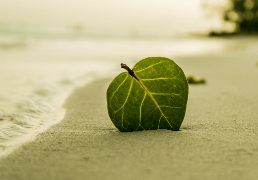 leaf