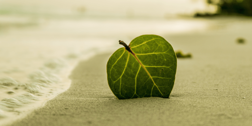 leaf