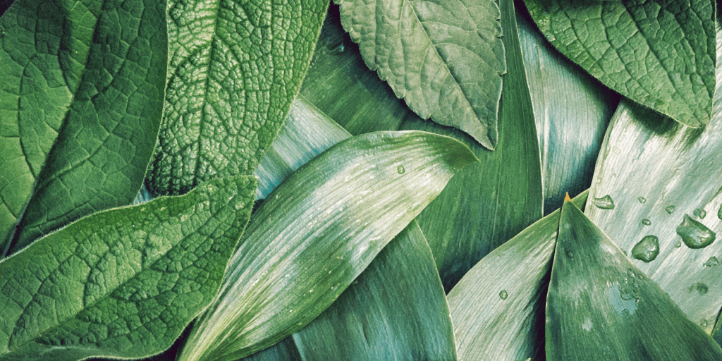 leaves