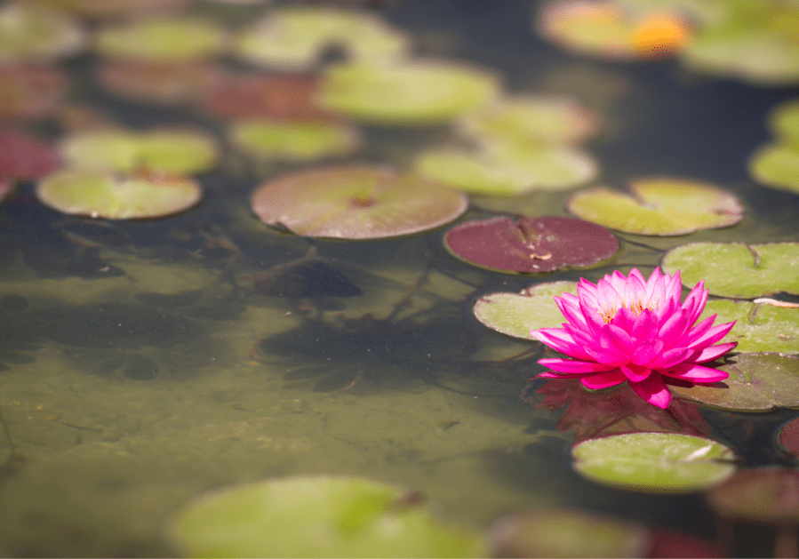 lotus 2