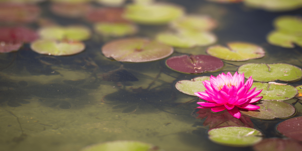 lotus 2