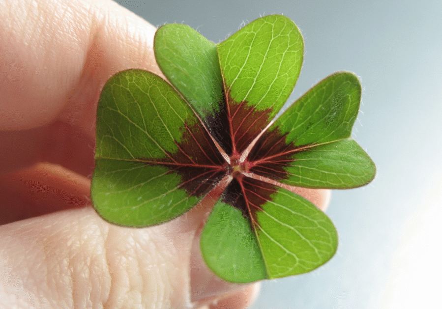 luck web