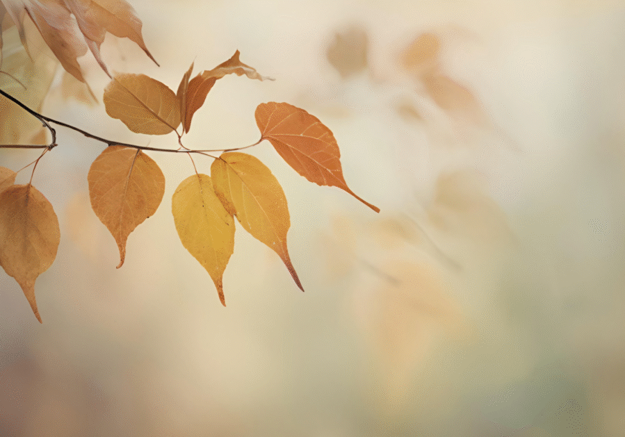 meditation on non-violence online