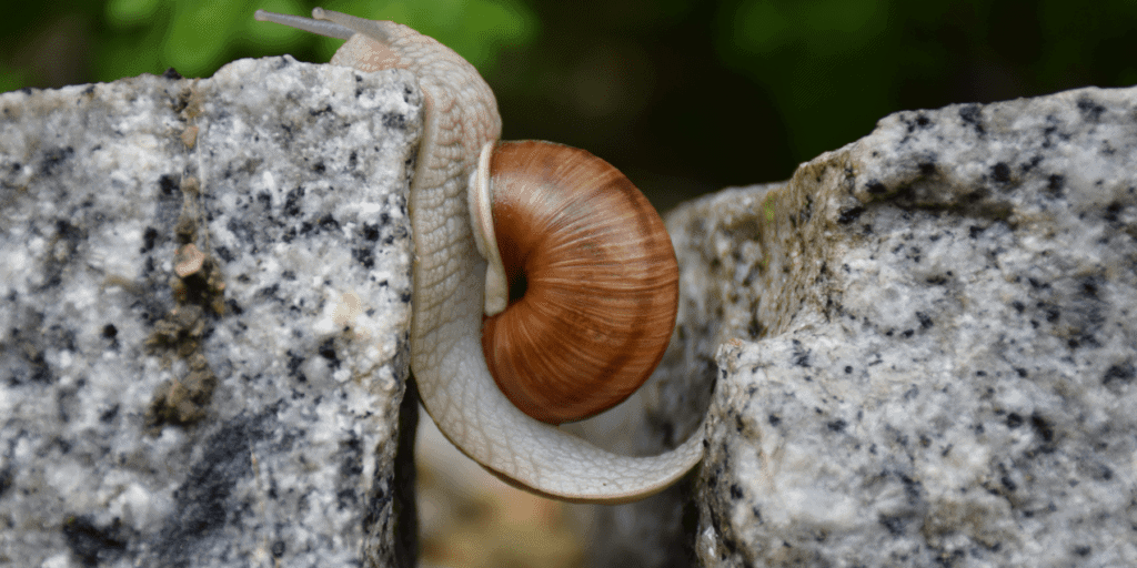 snail