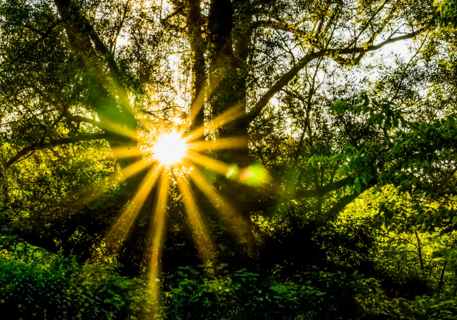 sunlight 2