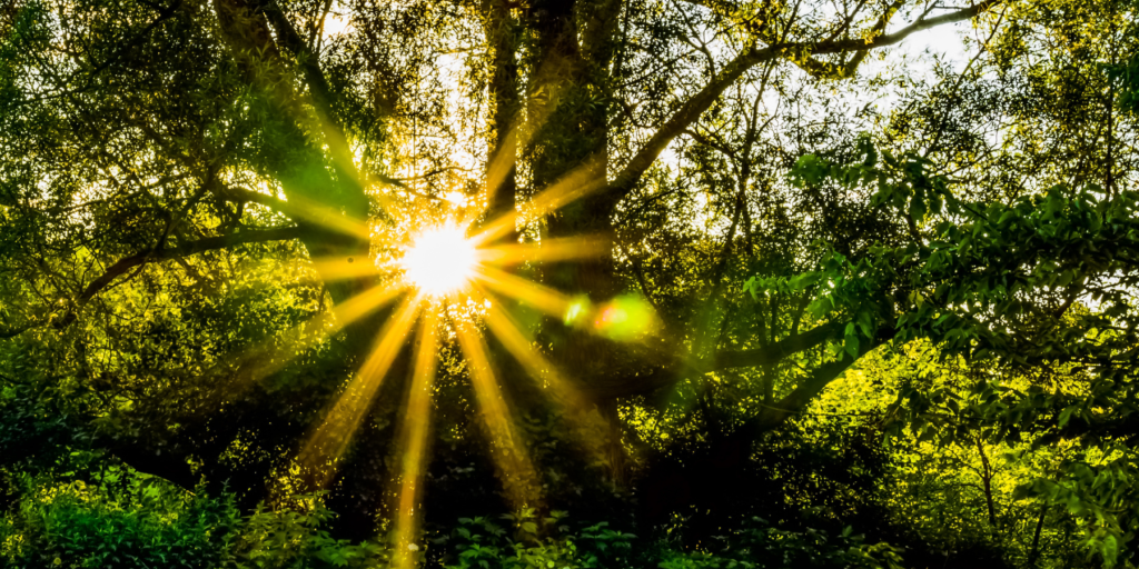 sunlight 2
