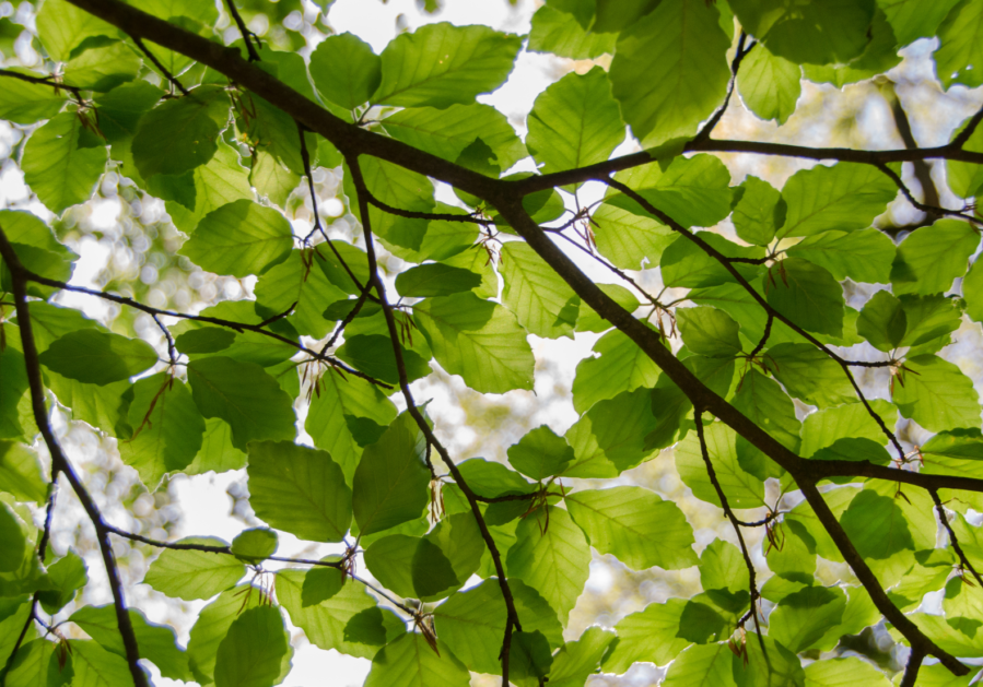 tree 4