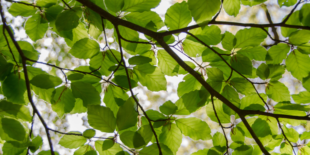 tree 4